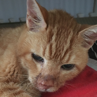 今日も順調にお顔が汚いです 老猫タカ坊日記 オニ子